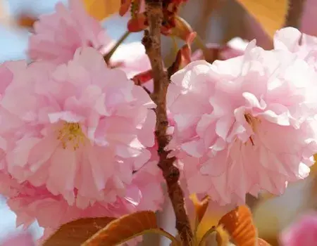 日本晚樱的花语及传说