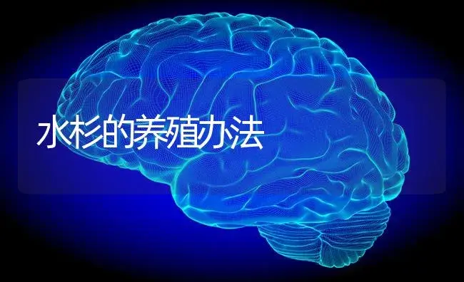 水杉的养殖办法 | 特种种植