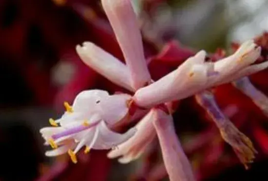 红叶朱蕉开花吗，红叶朱蕉的花语及寓意/11月开花花期长