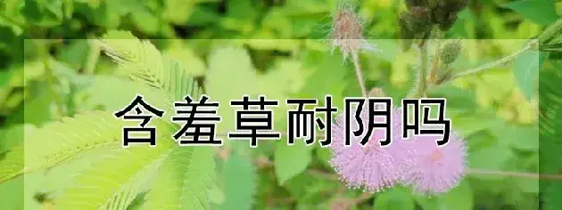 含羞草耐阴吗