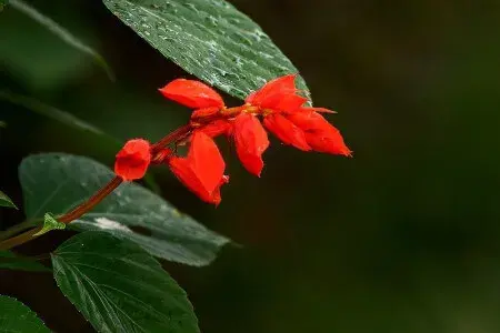 一串红花语是什么，什么季节开花