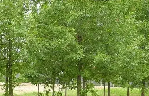 白蜡树的种植技术和日常养护管理方法