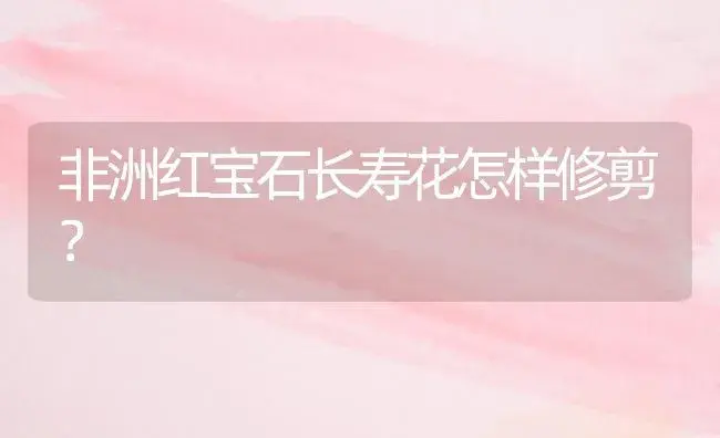 非洲红宝石长寿花怎样修剪？ | 多肉养殖