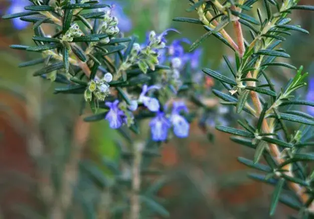 迷迭香什么时候开花，迷迭香花语有哪些？