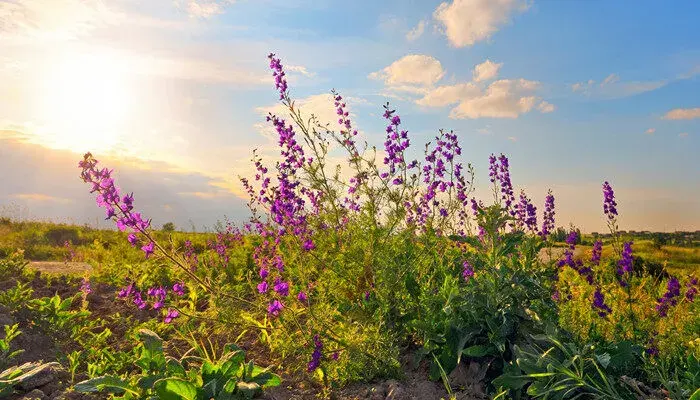 豌豆花的花语是什么 豌豆花有什么花语