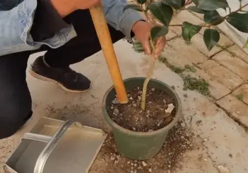 花卉果蔬盆景 | 茶花盆栽种植方法