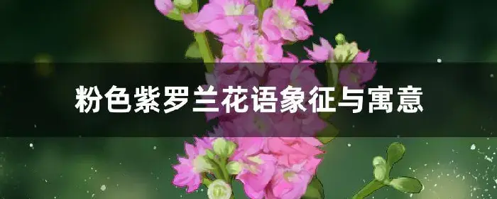 粉色紫罗兰花语象征与寓意