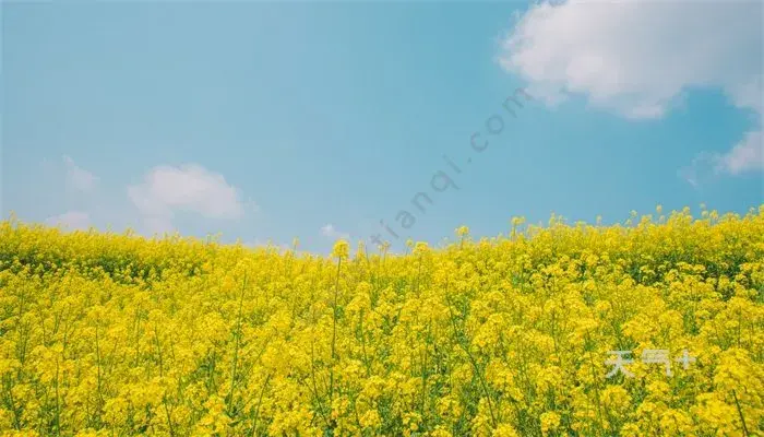 油菜花的花语 油菜花的花语是什么