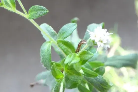 甜叶菊开花吗，甜叶菊几月份开花/7月开花/花语甜蜜