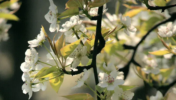 梨花的花语及象征意义 梨花的花语及象征意义是什么