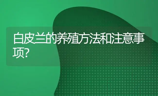 白皮兰的养殖方法和注意事项？ | 绿植常识