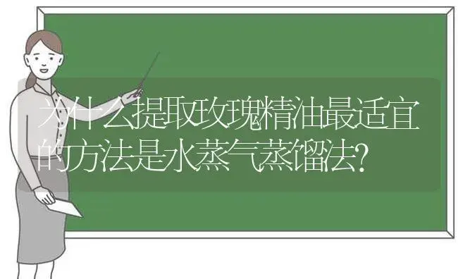 为什么提取玫瑰精油最适宜的方法是水蒸气蒸馏法？ | 绿植常识