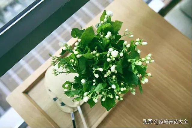 怎样养茉莉花？