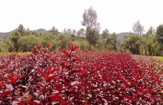 红叶李种子选种育苗技巧