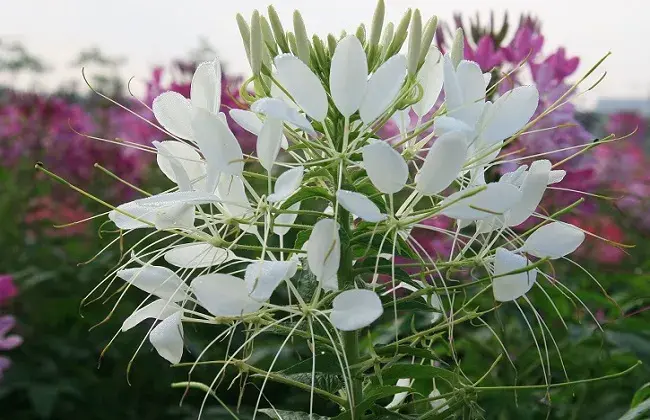 醉蝶花的花语是什么？