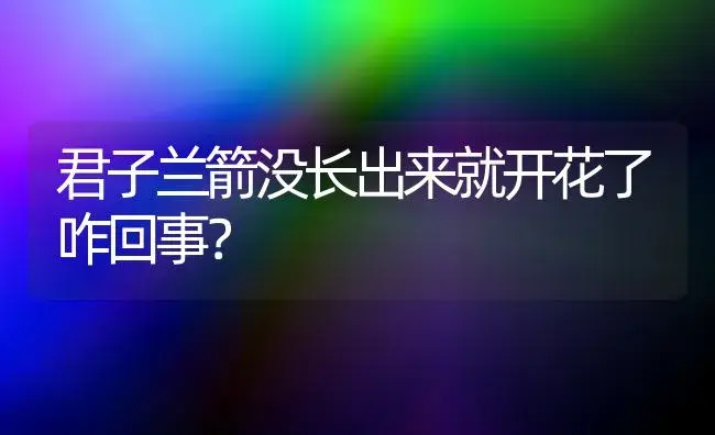 君子兰箭没长出来就开花了咋回事？ | 绿植常识