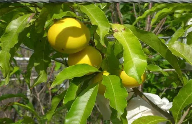 黄晶果的栽培技术