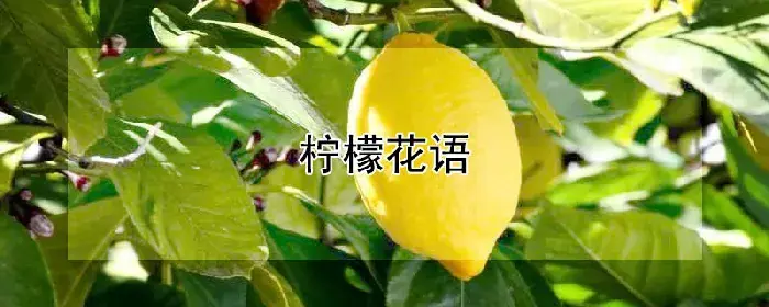 柠檬花语