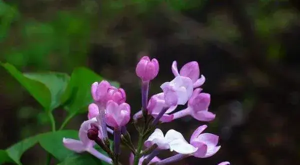 丁香花的花语是什么 纯洁的初恋