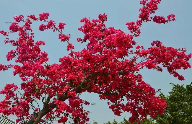 三角梅只长叶片不开花 因素及处理对策