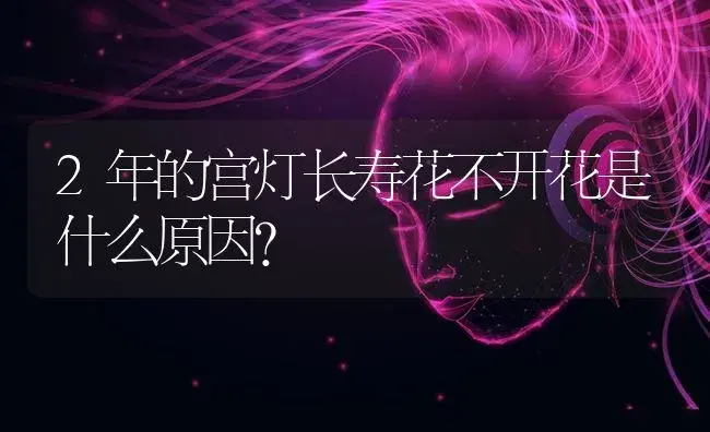 2年的宫灯长寿花不开花是什么原因？ | 多肉养殖