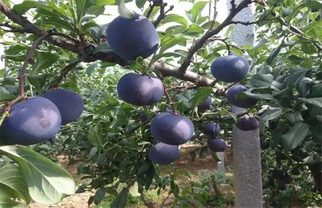 黑布林的栽培办法