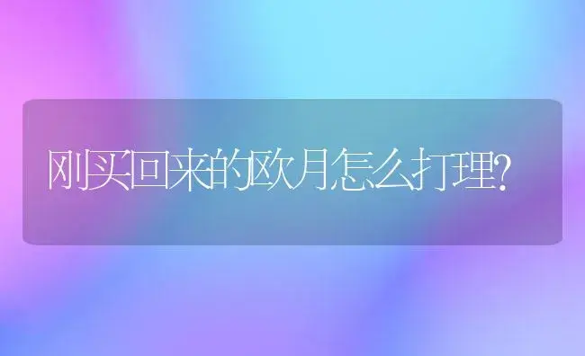 刚买回来的欧月怎么打理？ | 绿植常识