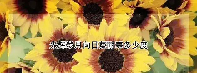 光辉岁月向日葵耐寒多少度