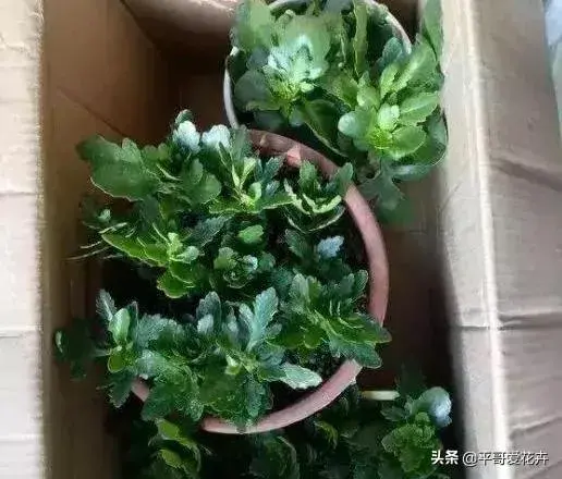 12月长寿花的养殖方法？