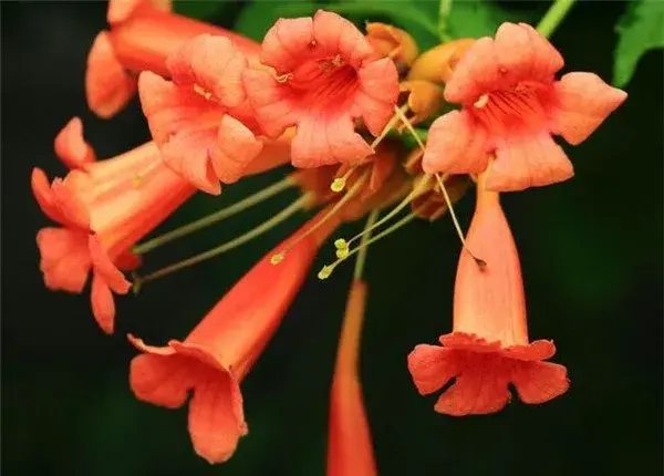 凌霄花开花时间和图片 凌霄花花语寓意