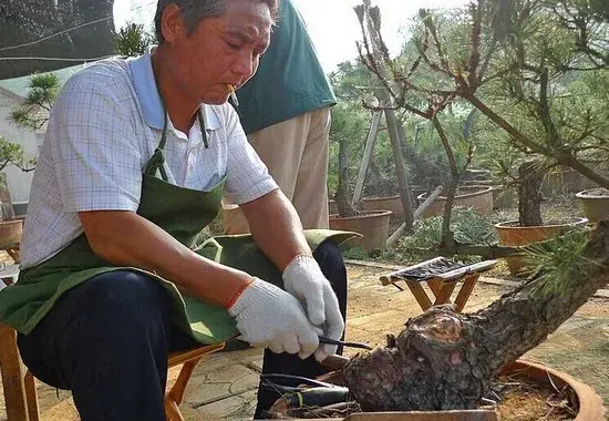 盆景材料 | 黑松盆景的取材