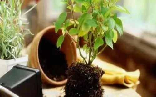 盆栽施肥 | 鸡粪可以直接施肥吗