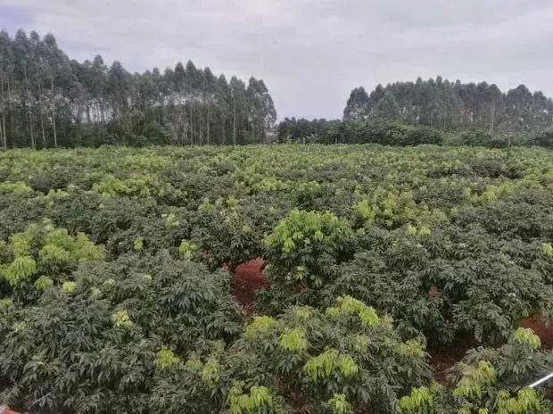 荔枝花芽分化需要什么条件？