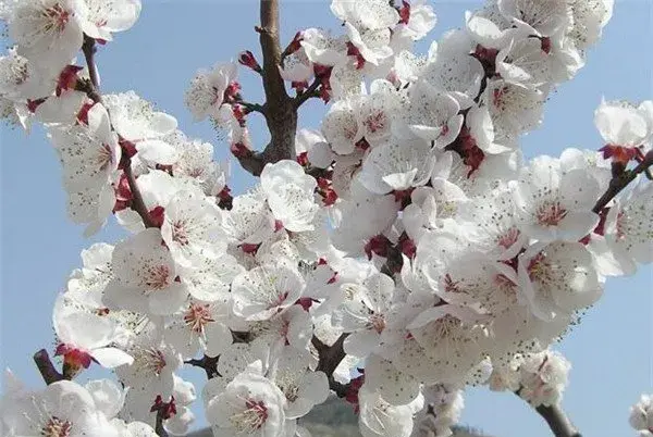 杏花几月份开放 杏花的图片花语和寓意