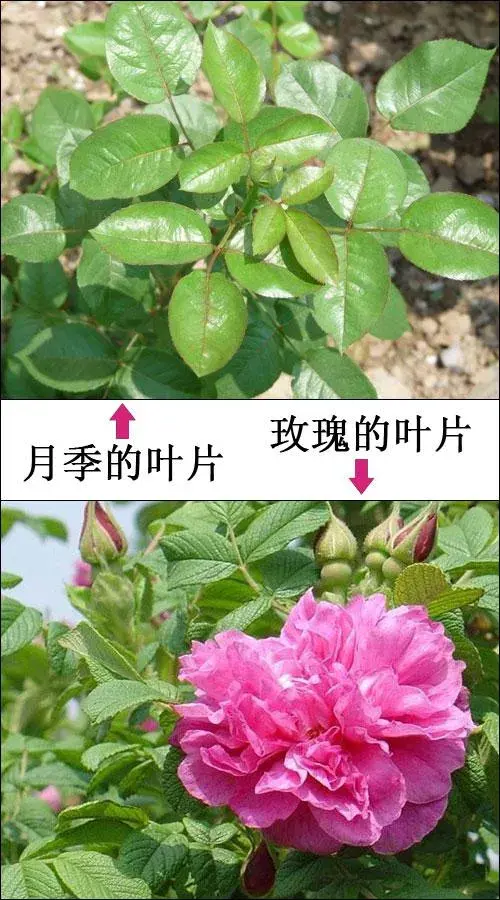 玫瑰花苗和月季花苗如何区分？