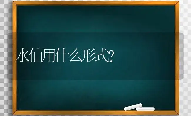 水仙用什么形式？ | 绿植常识