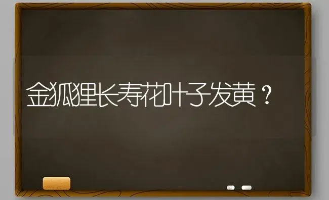 金狐狸长寿花叶子发黄？ | 多肉养殖