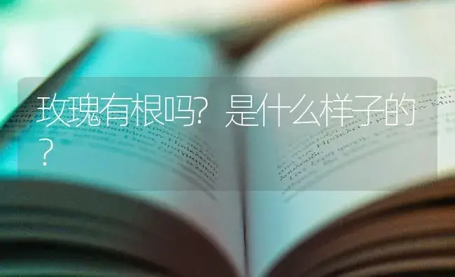 玫瑰有根吗?是什么样子的？ | 绿植常识