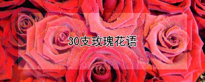 30支玫瑰花语