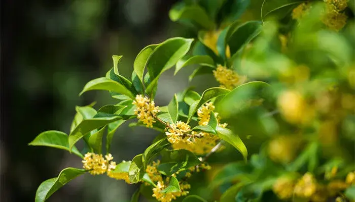 木樨花花语