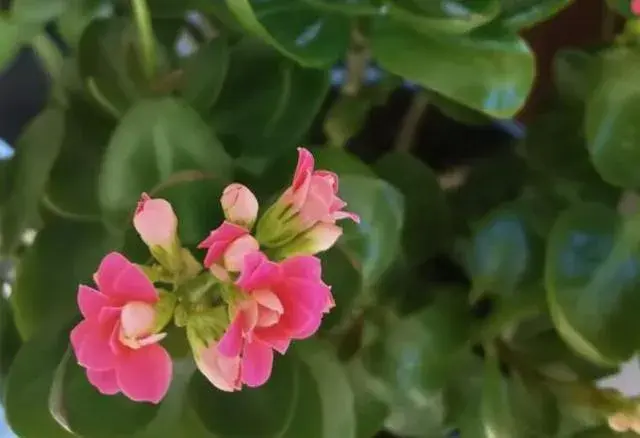 长寿花在原产地的种植方式？