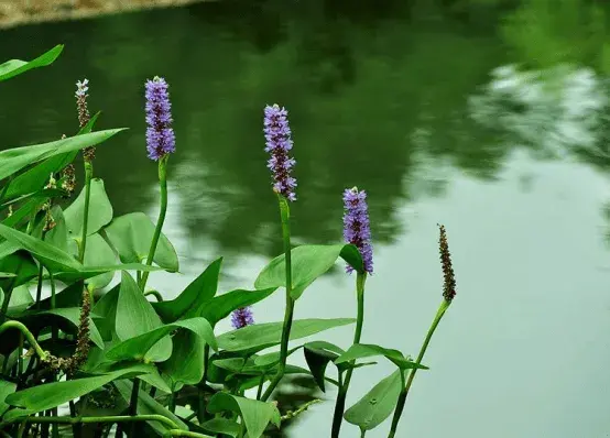 梭鱼草的花语有哪些？