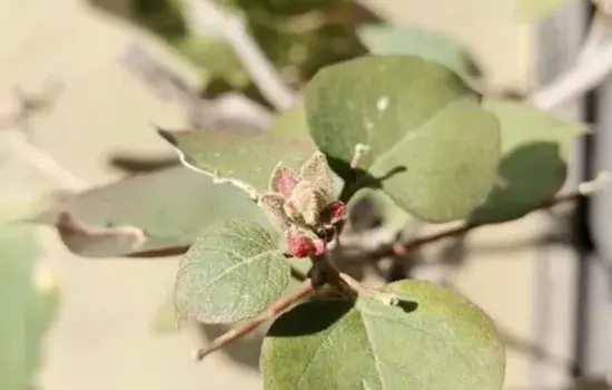 盆景养护管理 | 三角梅先开花后长叶或只开花不长叶是怎么实现的呢