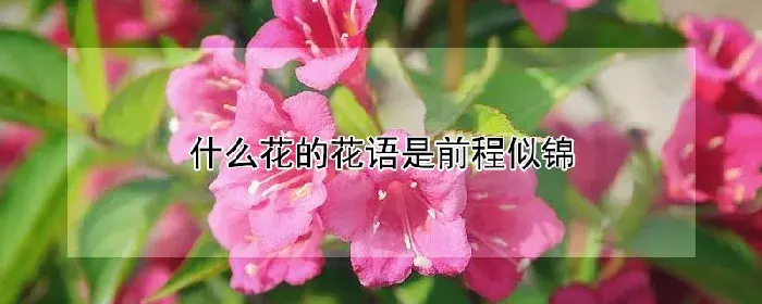 什么花的花语是前程似锦