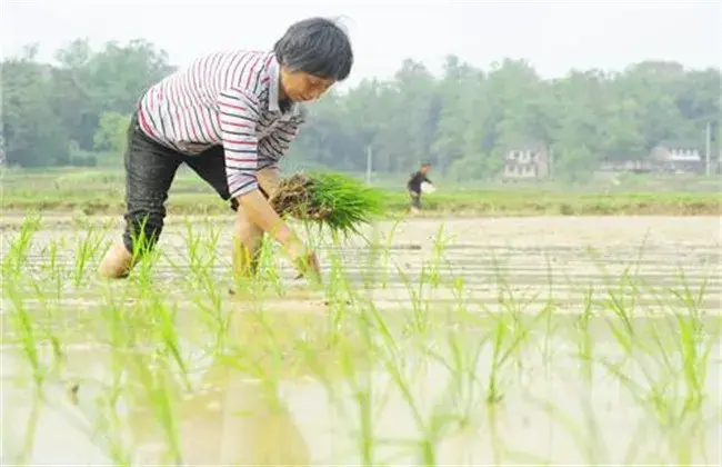 怎样缩短水稻缓慢期