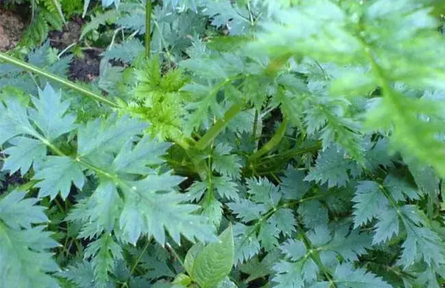 川芎的栽培技术