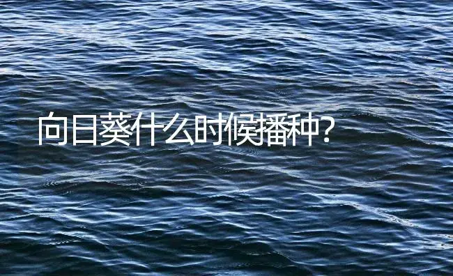 向日葵什么时候播种？ | 农作物种植