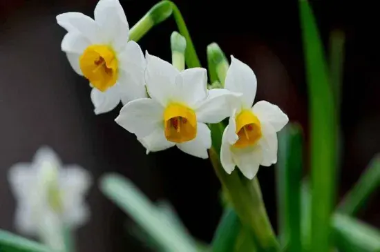 水仙花的花语，盆栽水仙花怎么种植