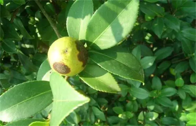 油茶的病虫害防治和治疗技术