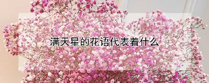 满天星的花语代表着什么